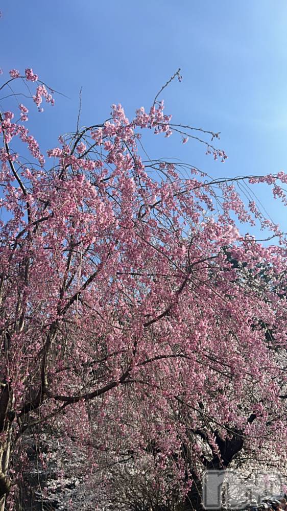 ��ë����Х��顦�����CLUB��Paladin(����֡��ѥ�ǥ���) ̴��椺�Ϥ�4��13���̥�֥�����🌸��