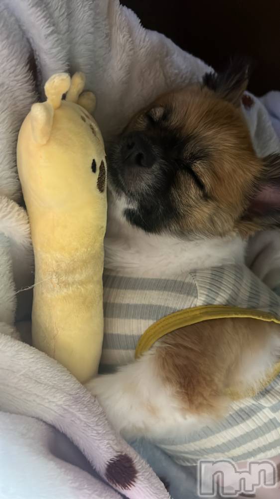 ��ë����Х��顦�����CLUB��Paladin(����֡��ѥ�ǥ���) ̴��椺�Ϥ�7��29���̥�֥�����🐶🐾��