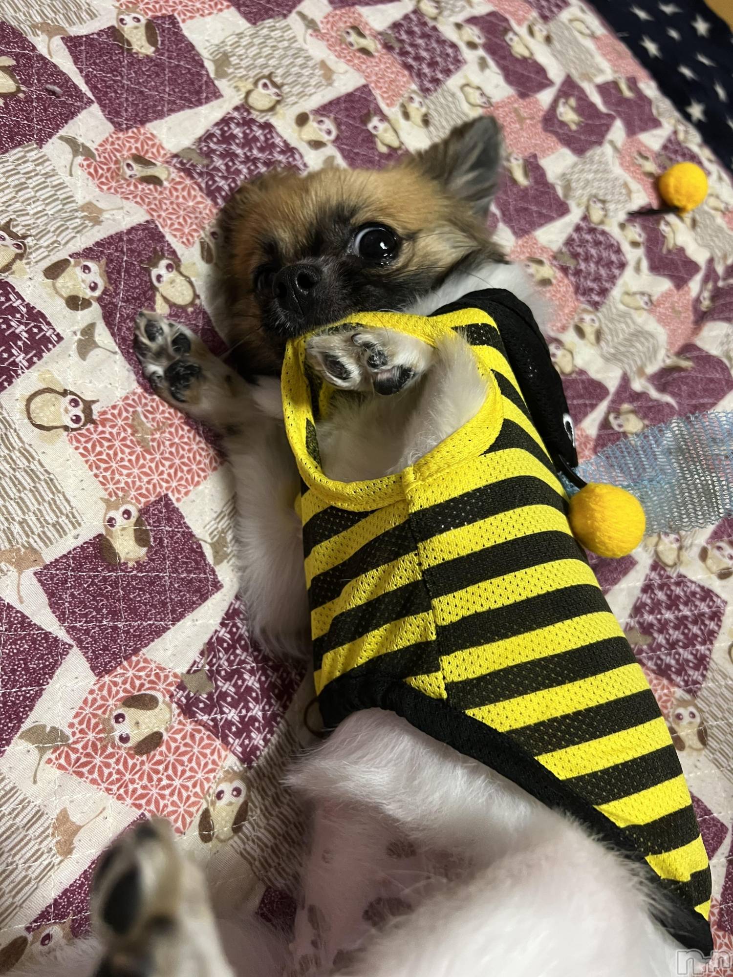 ��ë����Х��顦�����CLUB��Paladin(����֡��ѥ�ǥ���) ��2022ǯ7��19���̥�֥�����🐶🐾��