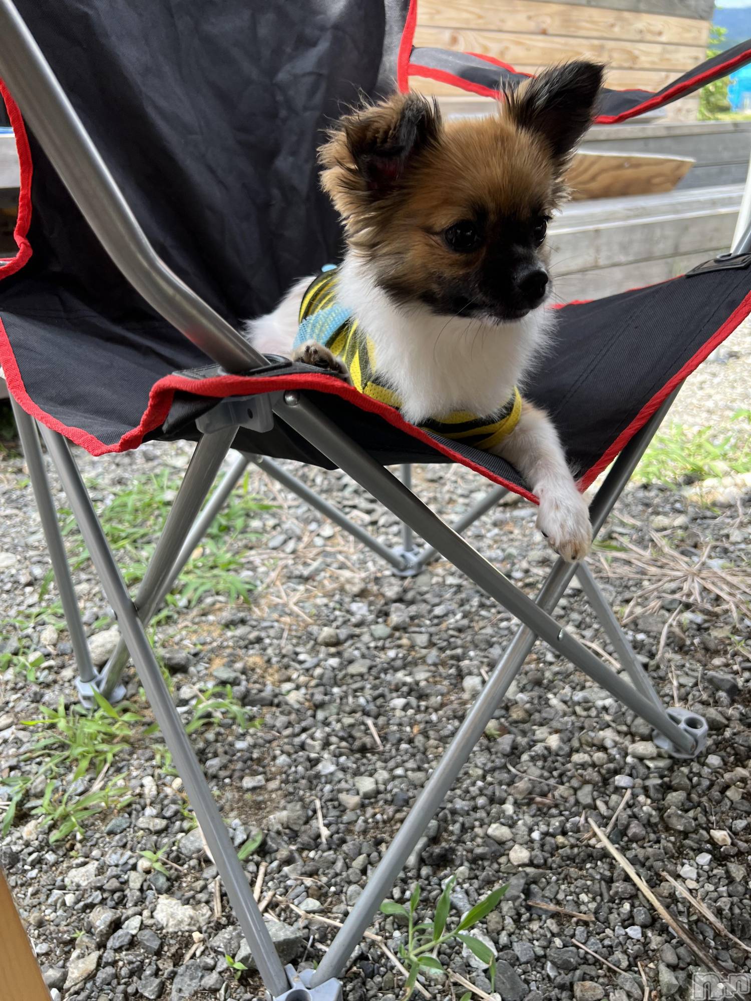 ��ë����Х��顦�����CLUB��Paladin(����֡��ѥ�ǥ���) ��2022ǯ8��16���̥�֥�����🐶🐾��