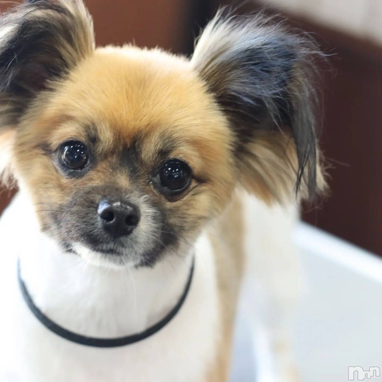 ��ë����Х��顦�����CLUB��Paladin(����֡��ѥ�ǥ���) ��2023ǯ2��18���̥�֥�����🐶🐾��