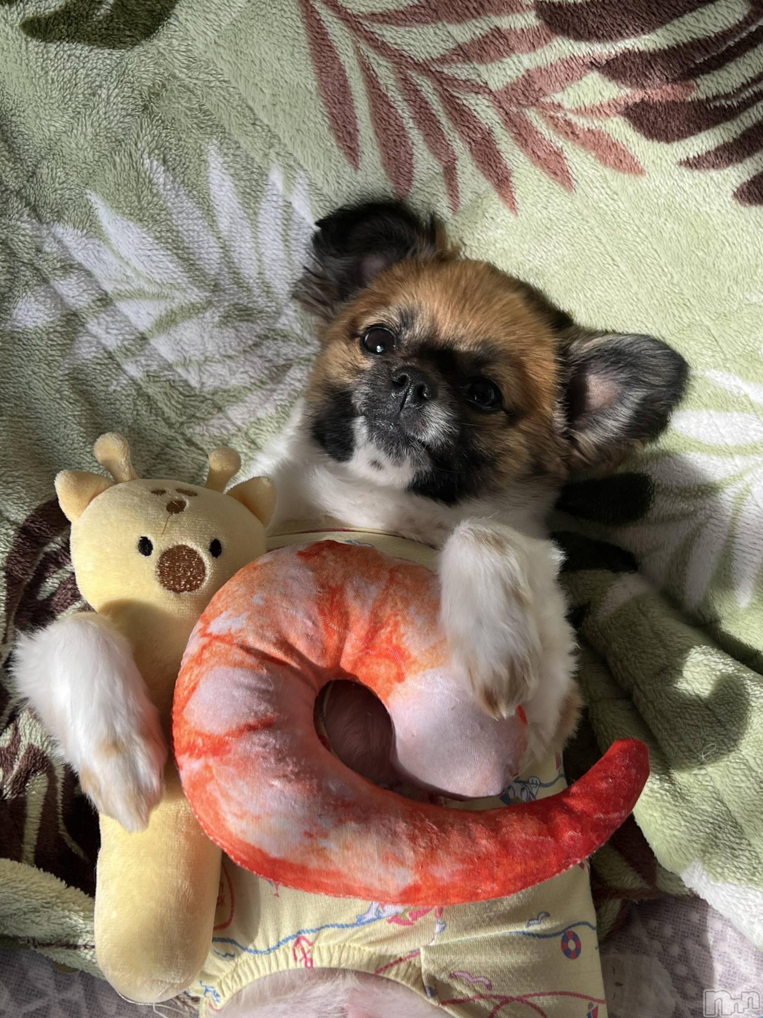 ��ë����Х��顦�����CLUB��Paladin(����֡��ѥ�ǥ���) ��2024ǯ4��12���̥�֥�����🐶🐾��