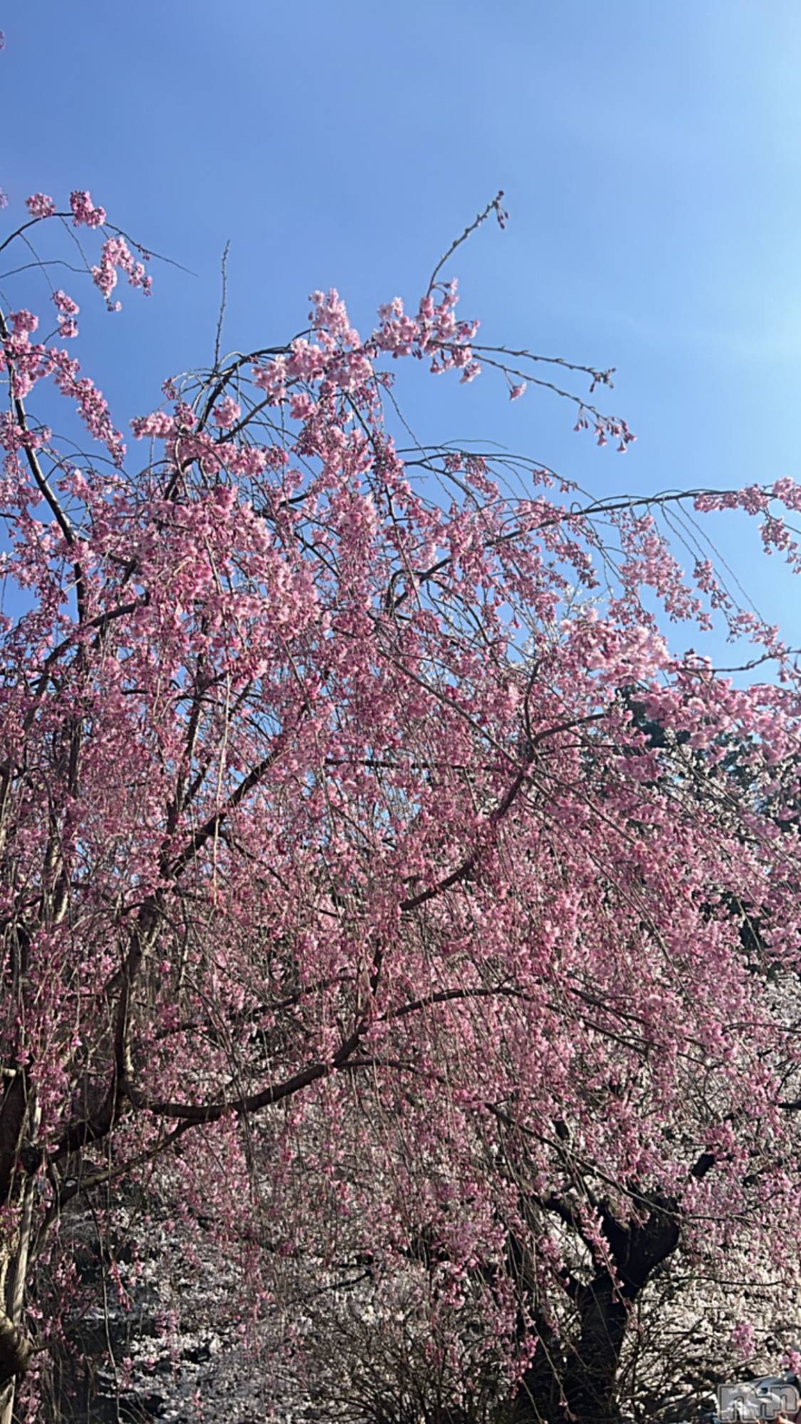 ��ë����Х��顦�����CLUB��Paladin(����֡��ѥ�ǥ���) ��2024ǯ4��13���̥�֥�����🌸��