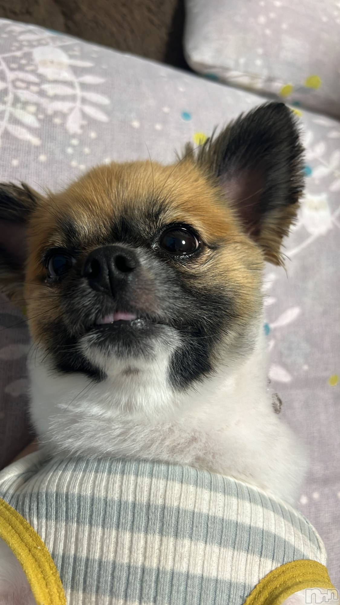 ��ë����Х��顦�����CLUB��Paladin(����֡��ѥ�ǥ���) ��2024ǯ7��16���̥�֥�����🐶🐾��