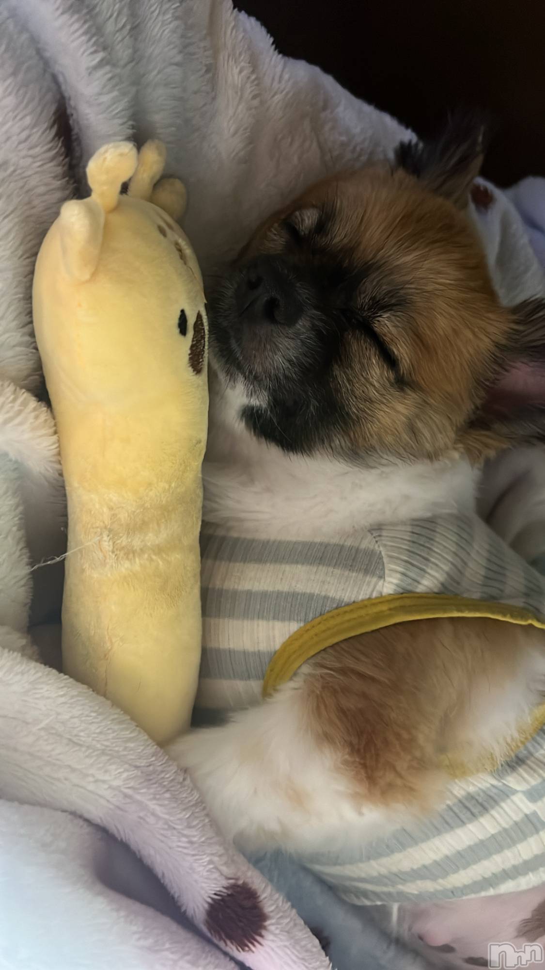 ��ë����Х��顦�����CLUB��Paladin(����֡��ѥ�ǥ���) ��2024ǯ7��29���̥�֥�����🐶🐾��