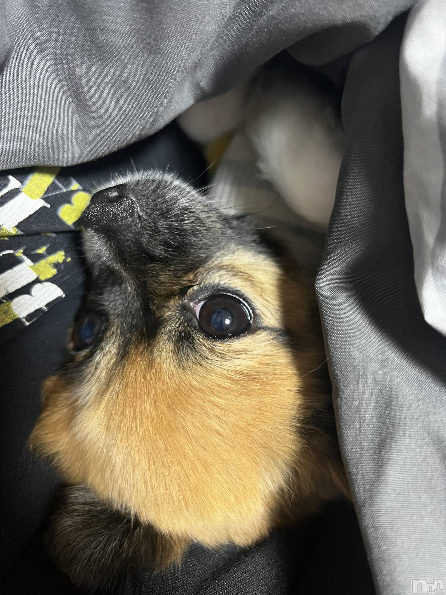 ��ë����Х��顦�����CLUB��Paladin(����֡��ѥ�ǥ���) ��2024ǯ9��24���̥�֥�����🐶🐾��