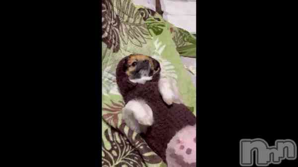 ��🐶🐾��