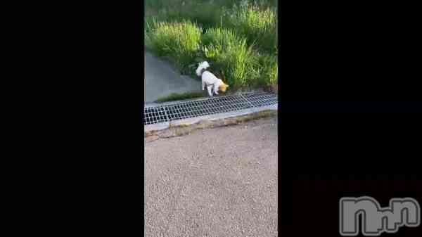 ��🐶🐾��