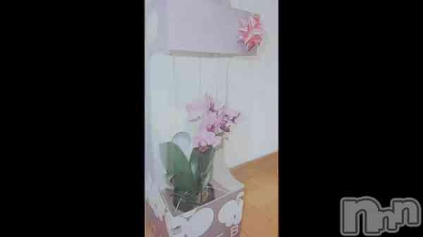 ��⸜ 🌷 ⸝��