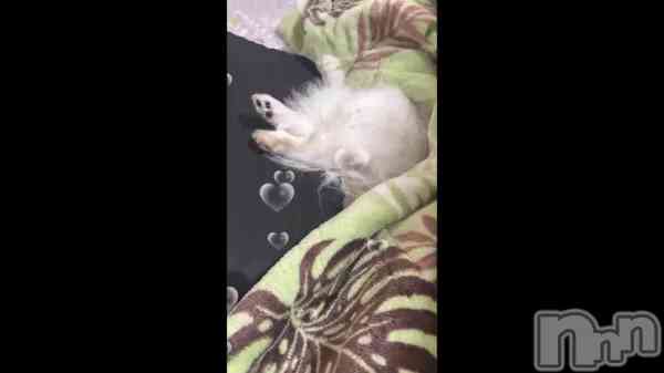 ��🐶🐾��