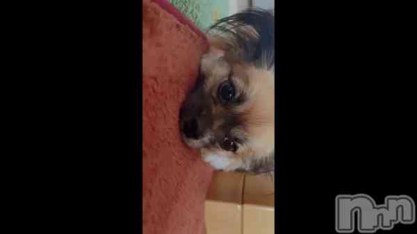 ��🐶🐾��