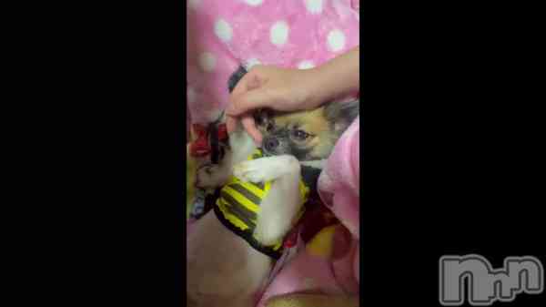 ��🐶🐾��