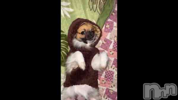 ��🐶🐾��