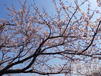 新潟デリヘル すずらん新潟店～ゆっくり長い時間を過ごせるお店～(スズランニイガタテン) 田中まき(34)の4月10日写メブログ「楽しみすぎて…そわそわ♡」
