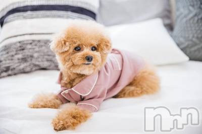 新潟デリヘル すずらん新潟店～ゆっくり長い時間を過ごせるお店～(スズランニイガタテン) 清水まこ(46)の2月13日写メブログ「何派ですか？」