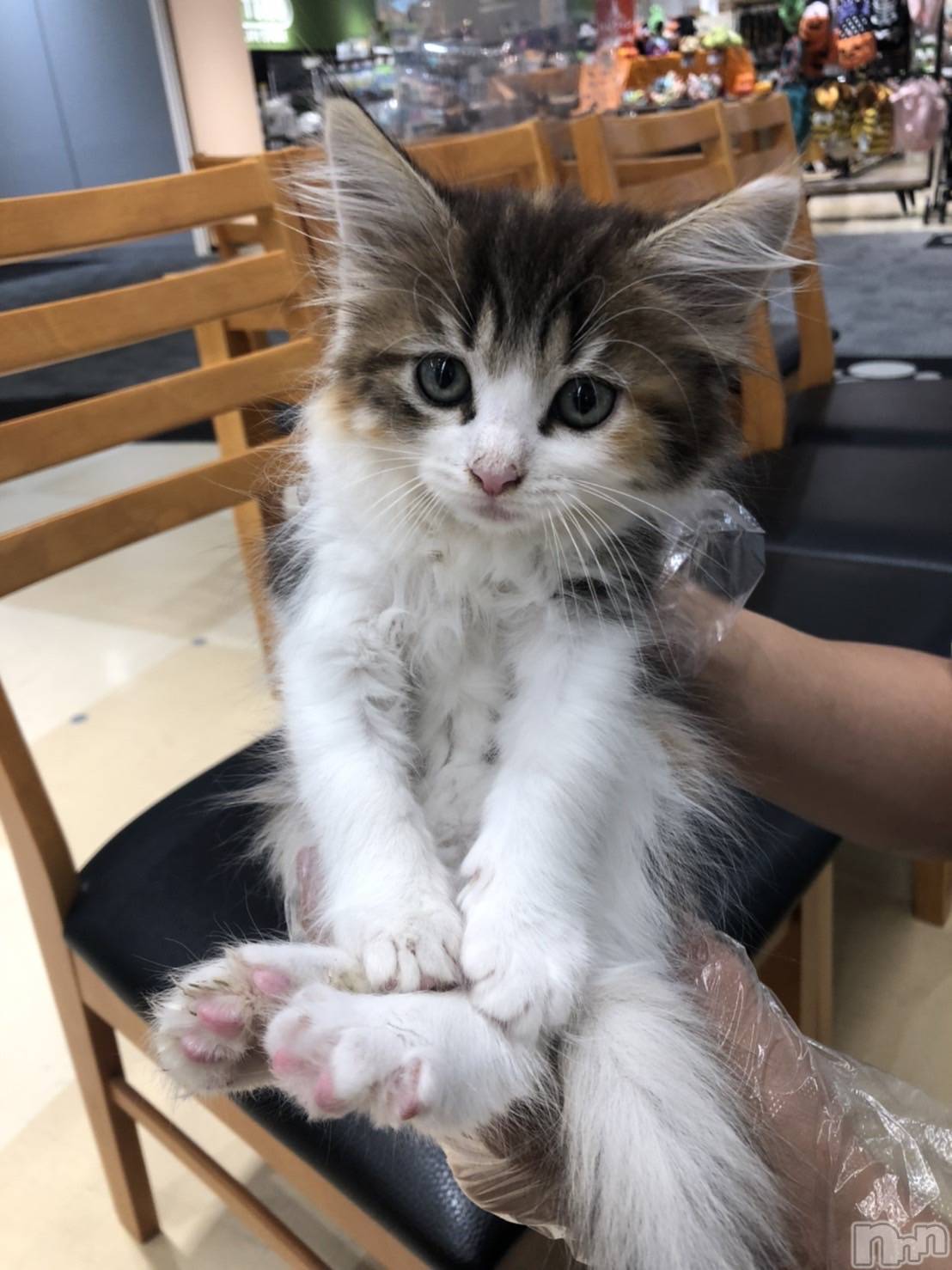 ��ˬ����Х��顦�����CLUB K����Prologue��(����֥���) ��2022ǯ10��5���̥�֥����֤��������