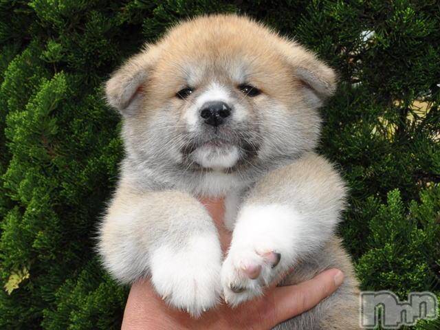 ��ˬ����Х��顦�����CLUB K����Prologue��(����֥���) ��2022ǯ10��27���̥�֥����֤��̡�