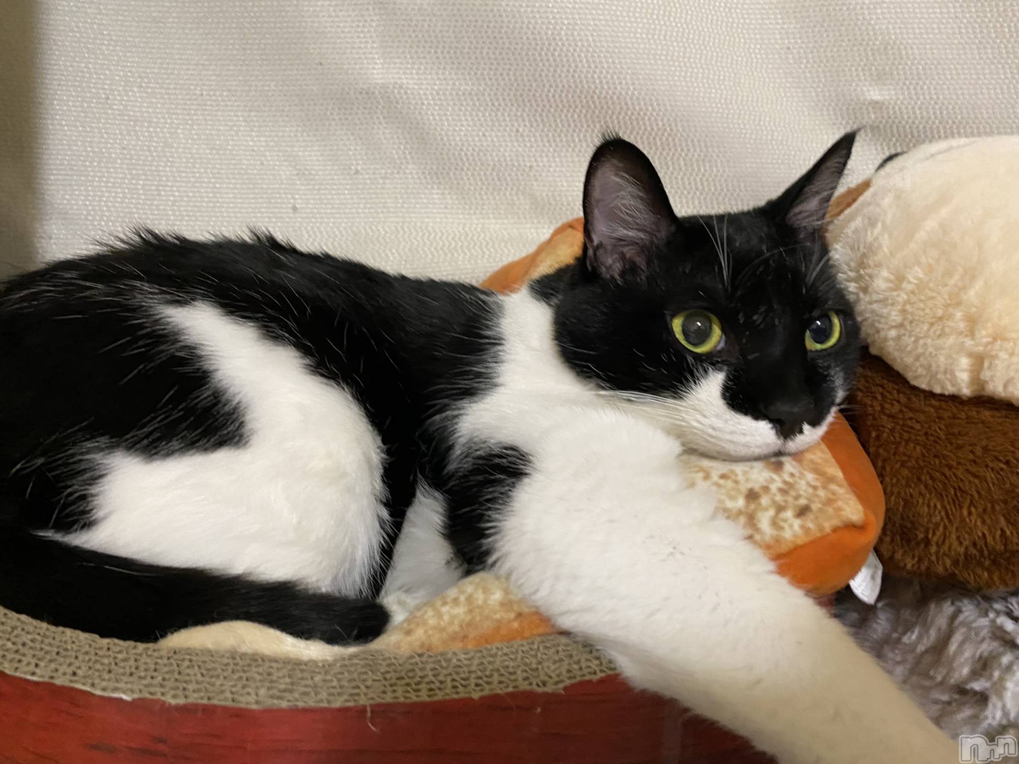 ��ˬ����Х��顦�����CLUB K����Prologue��(����֥���) ��2022ǯ11��20���̥�֥����֤ͤ��ˤʤꤿ����