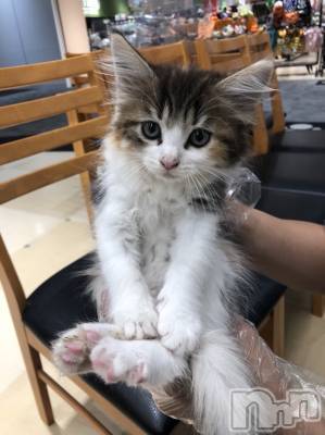 ��ˬ����Х��顦�����CLUB K����Prologue��(����֥���) �椭��10��5���̥�֥����֤��������