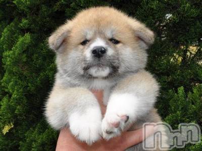 ��ˬ����Х��顦�����CLUB K����Prologue��(����֥���) �椭��10��27���̥�֥����֤��̡�