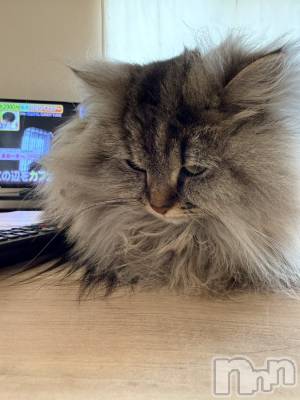 ��ˬ����Х��顦�����CLUB K����Prologue��(����֥���) �椭��1��9���̥�֥������Ӷ̡�