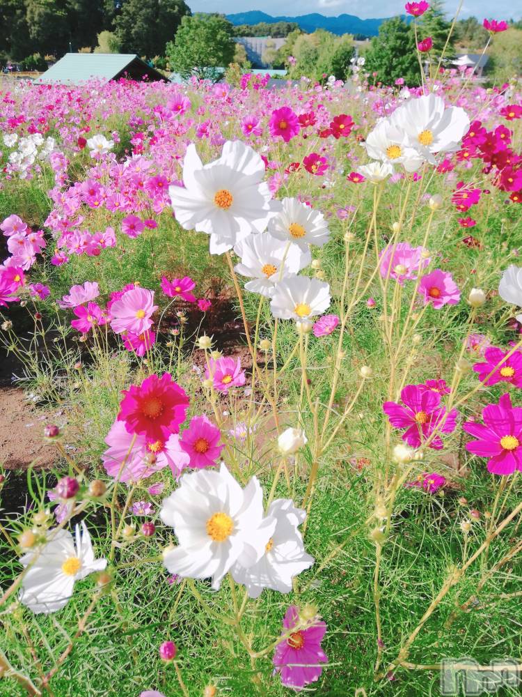 長岡デリヘルMimi(ミミ) 【さきな】(28)の10月17日写メブログ「花の命は短い…」