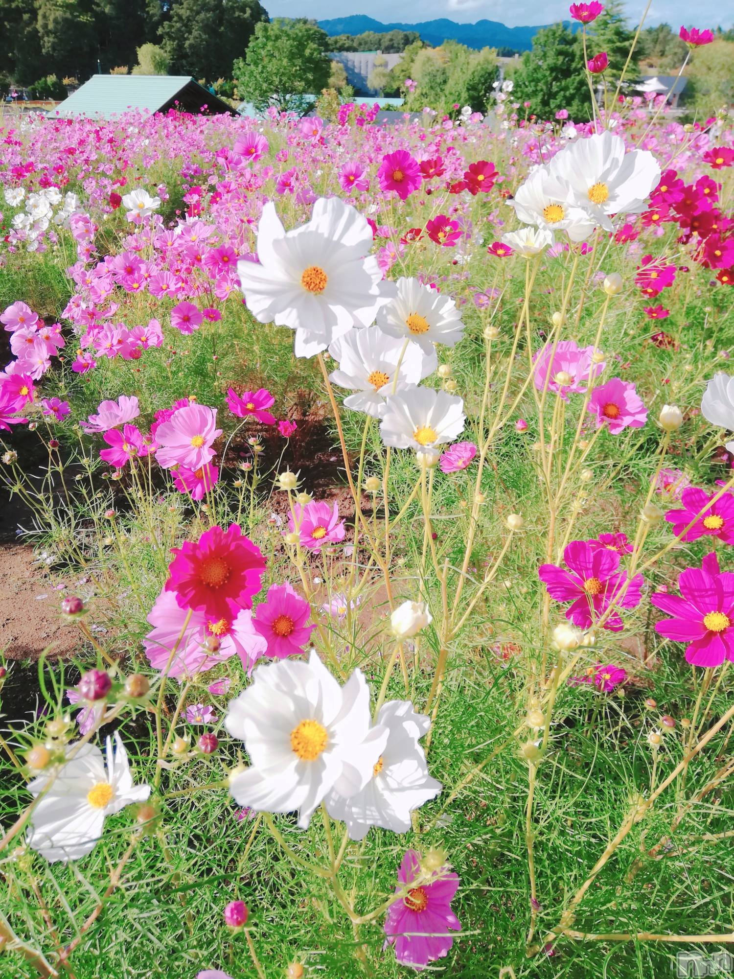 長岡デリヘルMimi(ミミ)【さきな】(28)の2022年10月17日写メブログ「花の命は短い…」
