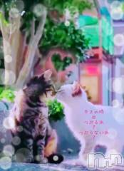 長岡デリヘルBIANCA～主人の知らない私～長岡店(ビアンカナガオカテン) 日野坂　はなみ(41)の3月25日写メブログ「春日和」