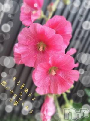 長岡デリヘル BIANCA～主人の知らない私～長岡店(ビアンカナガオカテン) 日野坂　はなみ(41)の6月16日写メブログ「[お題]from:アジサイ綺麗さん」