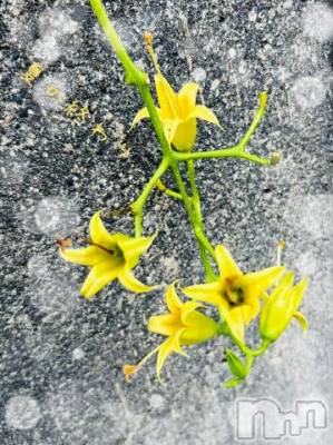 長岡デリヘル BIANCA～主人の知らない私～長岡店(ビアンカナガオカテン) 日野坂　はなみ(41)の9月18日写メブログ「[お題]from:やっぱ新品で行こう…さん」