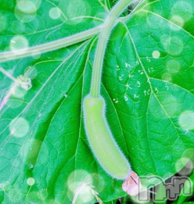 長岡デリヘル BIANCA～主人の知らない私～長岡店(ビアンカナガオカテン) 日野坂　はなみ(41)の7月16日写メブログ「久々の雨」