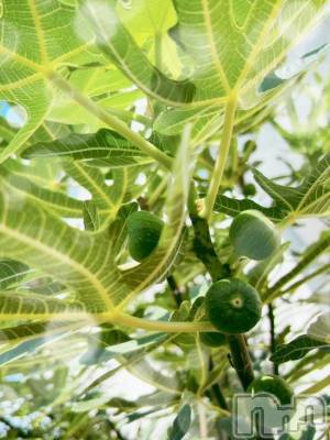 長岡デリヘル BIANCA～主人の知らない私～長岡店(ビアンカナガオカテン) 日野坂　はなみ(41)の9月24日写メブログ「9月　最後の出勤でした」