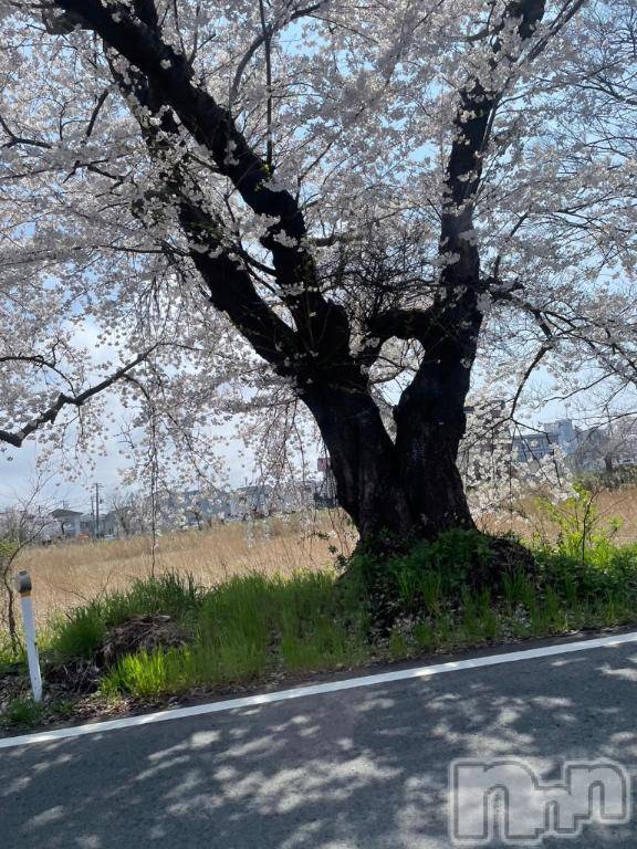 新潟人妻デリヘル一夜妻(イチヤヅマ) こよい/S級美女(23)の4月12日写メブログ「花見のシーズンですね」