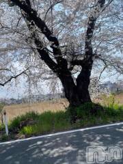 新潟人妻デリヘル一夜妻(イチヤヅマ) こよい/S級美女(23)の4月12日写メブログ「花見のシーズンですね」