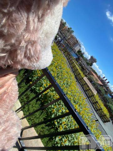 長岡デリヘル純・無垢(ジュンムク) かなめ☆(21)の8月13日写メブログ「帰省」