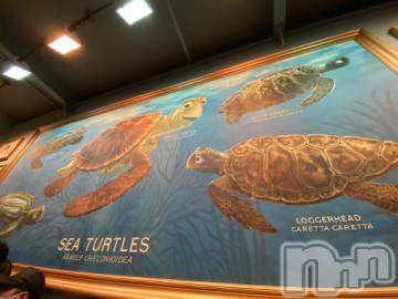 長岡デリヘル純・無垢(ジュンムク) かなめ☆(21)の8月15日写メブログ「包茎ニット」