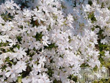 長岡デリヘル 純・無垢(ジュンムク) かなめ☆(21)の5月4日写メブログ「あちち..」