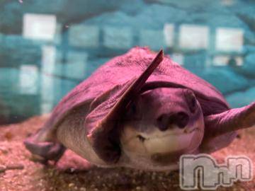 長岡デリヘル 純・無垢(ジュンムク) かなめ☆(21)の8月23日写メブログ「あずにゃんのマブ!!」