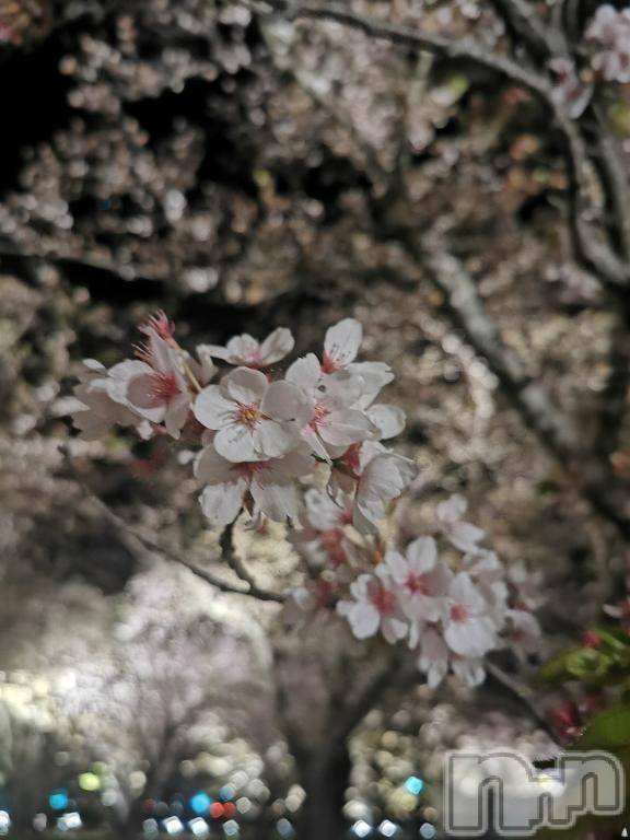 上越デリヘルRICHARD（リシャール）(リシャール) 乙月ゆず(25)の4月13日写メブログ「＊夜桜＊」