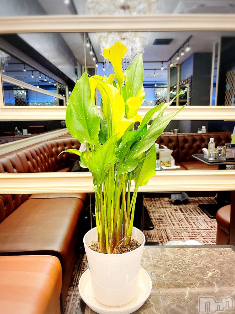 ĮХ顦CLUB GROW(֥) ɱǵ 64̥֥🙏🏻✨