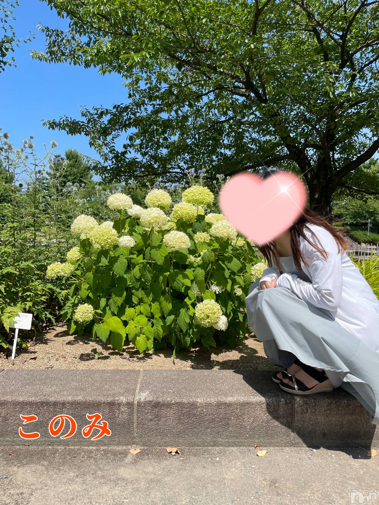 新潟手コキ新潟ゆったりプラス(お話し+デリ)(ユッタリプラス)このみ(25)の2022年7月12日写メブログ「紫陽花とこのみ」