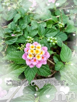 上田発人妻デリヘル 人妻華道 上田店(ヒトヅマハナミチウエダテン) 【熟女】あきこ(56)の6月11日写メブログ「お久し振りです♪」