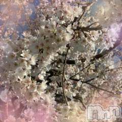 伊那デリヘルピーチガール えま(24)の4月11日写メブログ「桜を見に🌸」