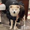 のあんての最新ブログ「ドッグセラピー🐶」