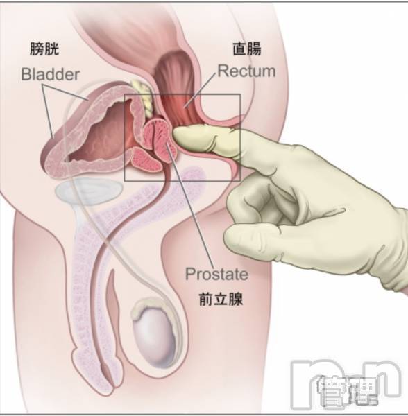 三条デリヘル(マグロサンイラッシャ～イ)の2019年12月22日お店速報「アナルプレイは如何ですか？？」
