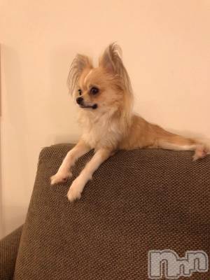 ĮХ顦֥ ץ ( ץ ) 310̥֥🐶