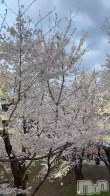 ޤĤ🌸
