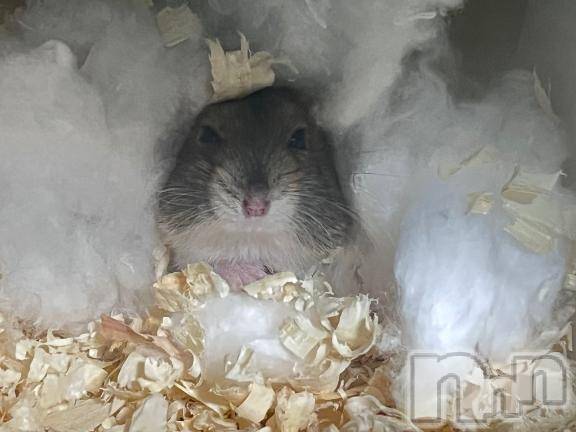 長岡デリヘル純・無垢(ジュンムク)ひめ華☆プラチナ(21)の2025年12月12日写メブログ「寒いね～ᐢ ̥_  ̫ _ ̥ᐢ」