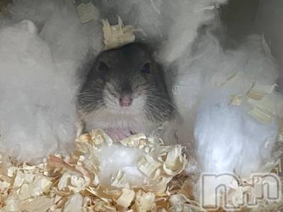 長岡デリヘル 純・無垢(ジュンムク) ひめ華☆プラチナ(21)の12月12日写メブログ「寒いね～ᐢ ̥_  ̫ _ ̥ᐢ」