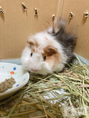 Įʥå륺СL'asile(饸) ޤ812̥֥֎ʎܡġ